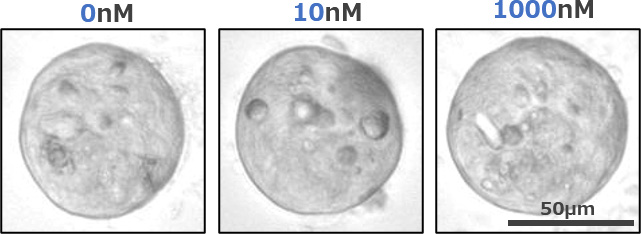 B : 薬剤耐性オルガノイドラインの1例 (試験開始後7日目の様子)