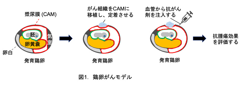 鶏卵モデル（図1）