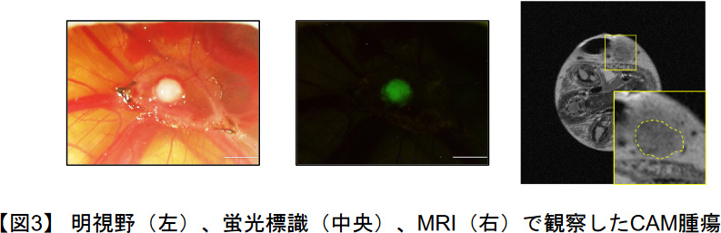 鶏卵モデル（図3）