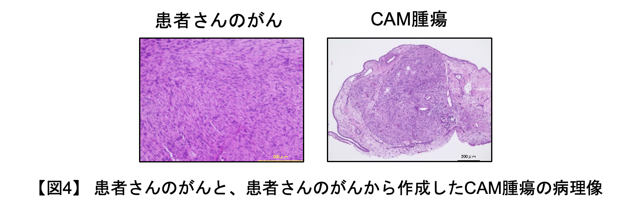 鶏卵モデル(図4)