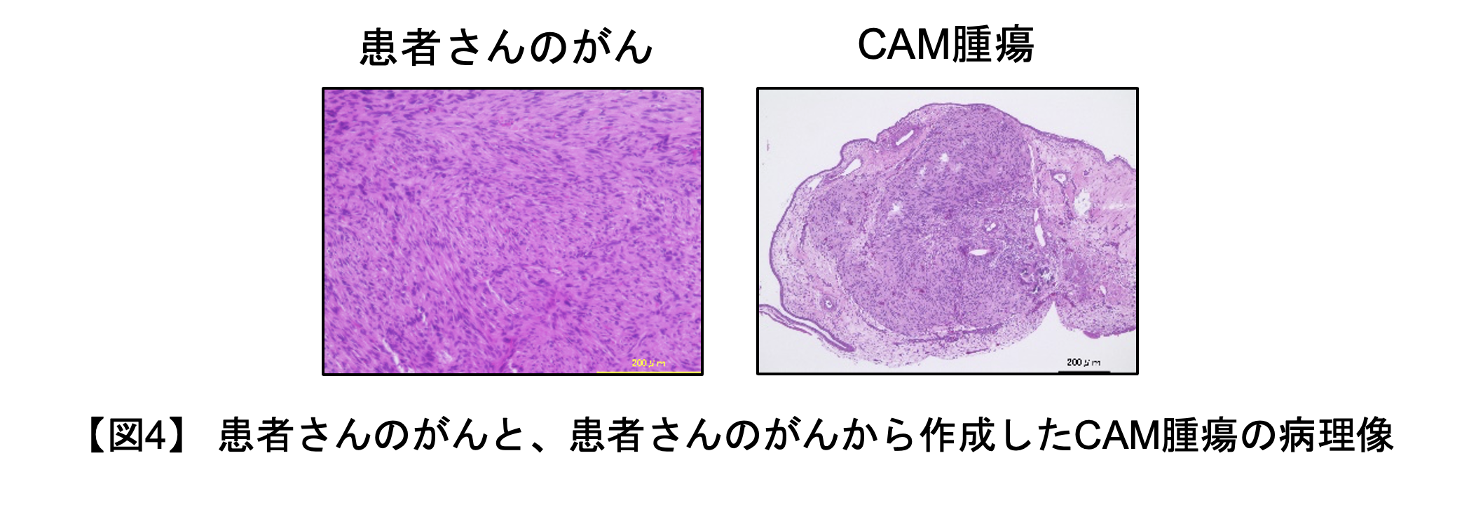 鶏卵モデル（図4）