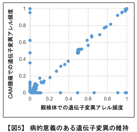 鶏卵モデル（図5）