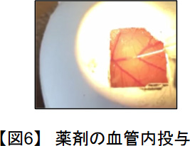 鶏卵モデル（図6）